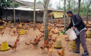 Mô hình HTX Nam Hồng Quảng (Quảng Bình) giúp người dân xóa đói giảm nghèo Mô hình HTX Nam Hồng Quảng (Quảng Bình) giúp người dân xóa đói giảm nghèo