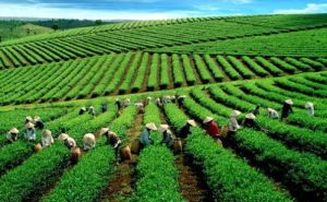 Nông sản, nông nghiệp Việt trong mắt người Nhật Nông sản, nông nghiệp Việt trong mắt người Nhật