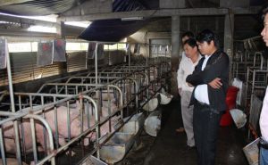 Thừa Thiên Huế: Nuôi lợn và trồng nấm cho năng suất và hiệu quả kinh tế cao Thừa Thiên Huế: Nuôi lợn và trồng nấm cho năng suất và hiệu quả kinh tế cao