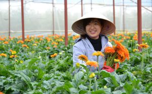 Hỗ trợ 100 triệu đồng cho một hợp tác xã thành lập mới Hỗ trợ 100 triệu đồng cho một hợp tác xã thành lập mới