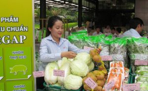 TPHCM: 246 điểm bán thực phẩm đạt chuẩn VietGap TPHCM: 246 điểm bán thực phẩm đạt chuẩn VietGap