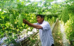 Phát triển rau an toàn trở thành phong trào Phát triển rau an toàn trở thành phong trào