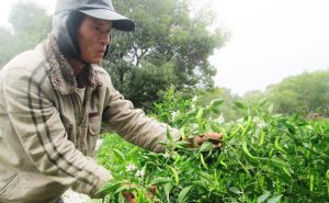 Thoát nghèo từ cây ớt Thoát nghèo từ cây ớt