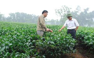 Vực dậy chè Hà Nội Vực dậy chè Hà Nội