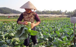 Sản xuất rau an toàn ở thành phố Lạng Sơn: Triển vọng mới Sản xuất rau an toàn ở thành phố Lạng Sơn: Triển vọng mới