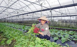 Phát triển vùng trồng rau theo hướng VietGAP Phát triển vùng trồng rau theo hướng VietGAP