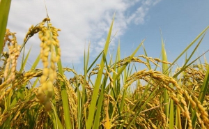 Nhật Bản nối lại hoạt động xuất khẩu gạo cho các hợp tác xã ở tỉnh Fukushima