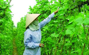 Tổ chức lại HTX theo Luật HTX năm 2012: Cách làm thực chất ở Hà Nội Tổ chức lại HTX theo Luật HTX năm 2012: Cách làm thực chất ở Hà Nội