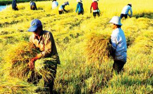 Nhìn lại chính sách đất nông nghiệp Việt Nam trong gần 30 năm đổi mới Nhìn lại chính sách đất nông nghiệp Việt Nam trong gần 30 năm đổi mới