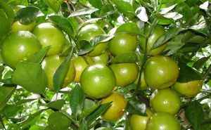 Trà Vinh: Măng cụt và quýt đường đạt chuẩn VietGAP Trà Vinh: Măng cụt và quýt đường đạt chuẩn VietGAP