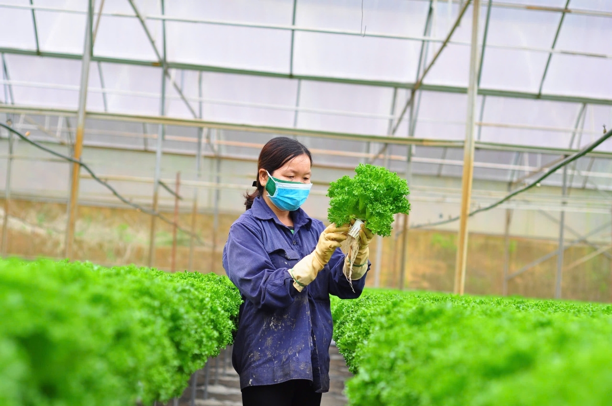 Chi phí sản xuất tăng cao, hợp tác xã nông nghiệp lo bài toán lợi nhuận