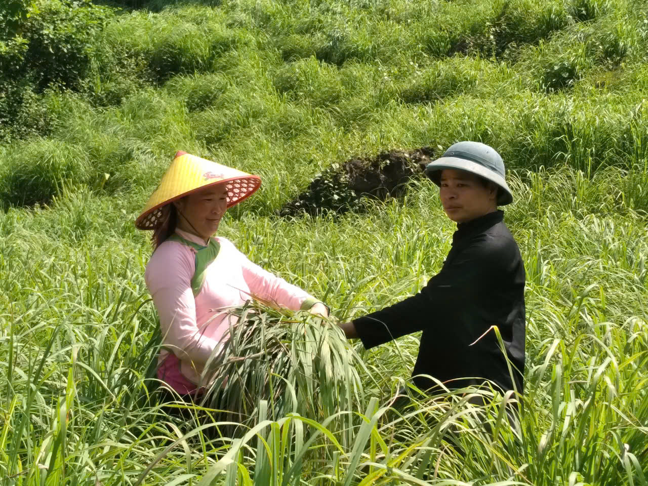 Giám đốc hợp tác xã Mường Kim, Vàng Văn Sưởng - người thắp lửa làm giàu từ mô hình kinh tế tập thể