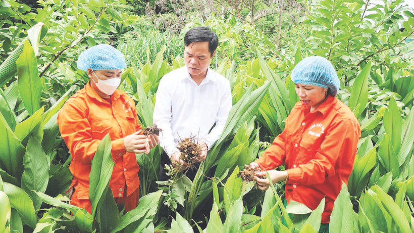 Làm giàu từ mô hình trồng nghệ