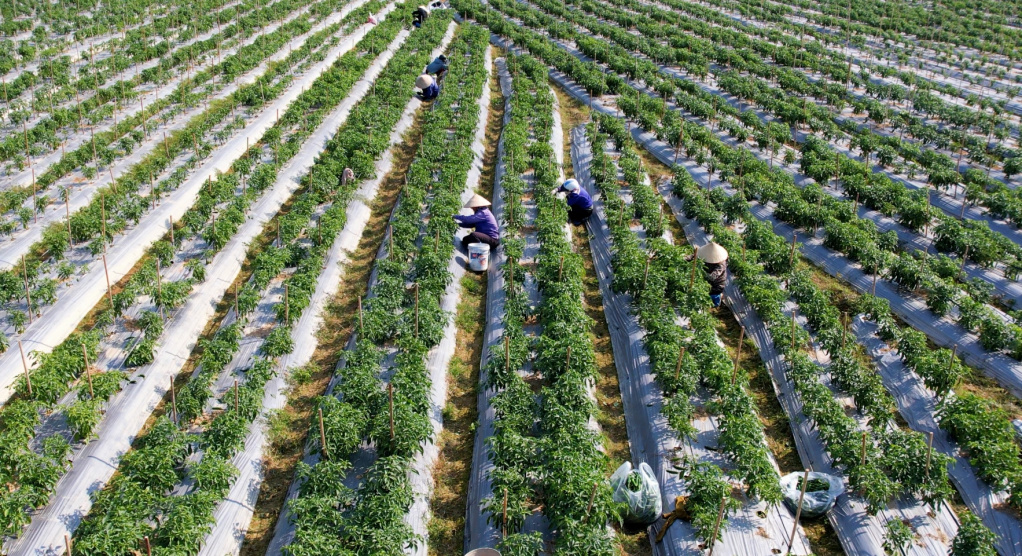 Hợp tác xã và bài toán tái cấu trúc quy mô lớn để tạo sức mạnh xuyên vùng