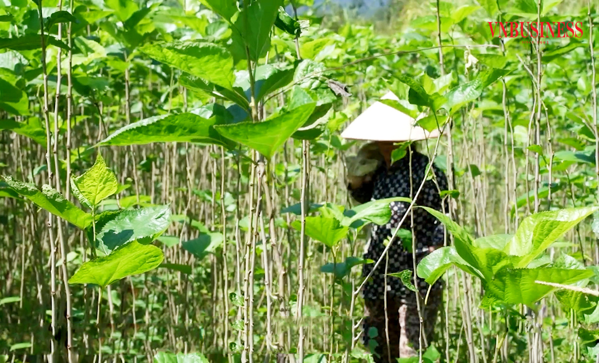 'Ánh sáng hy vọng' trong xóa đói giảm nghèo ở Cao Bằng