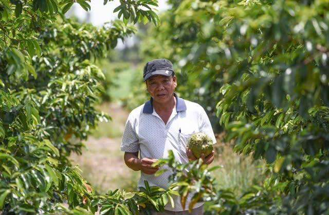 Hợp tác xã xuất khẩu nông sản sang Campuchia: Nhiều dư địa nhưng không còn dễ dàng