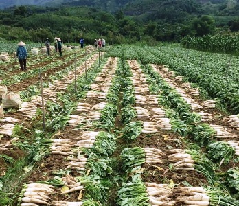 Triển vọng từ những mô hình nông lâm nghiệp ở huyện Hướng Hóa  Báo Dân  tộc và Phát triển