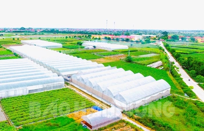 Hướng tới sản xuất nông nghiệp sạch  Báo Quảng Bình điện tử